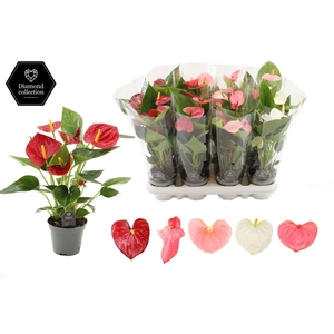 Anthurium 9 cm 3 color mix in transparant sleeve