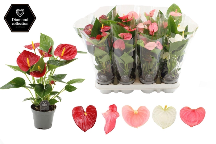 <h4>Anthurium 9 cm 4 color mix in transparant sleeve</h4>