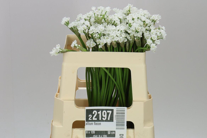 <h4>Allium Flocon</h4>
