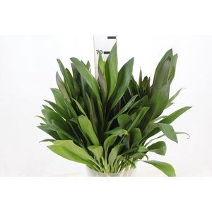 FOLHAGEM DRACENA POA