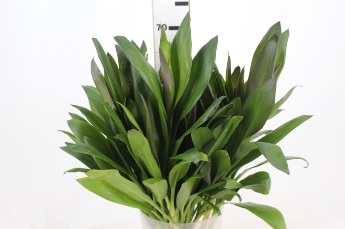 <h4>FOLHAGEM DRACENA POA</h4>