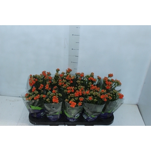 KALANCHOE DOBRADO P11 LARANJA