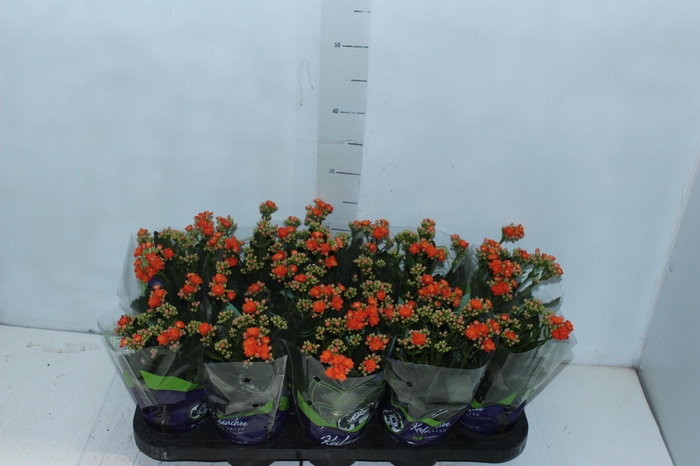 <h4>KALANCHOE DOBRADO P11 LARANJA</h4>