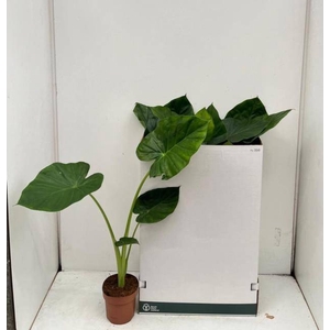 ALOC MACRORRHIZOS