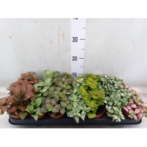 Fittonia   ...mix 7