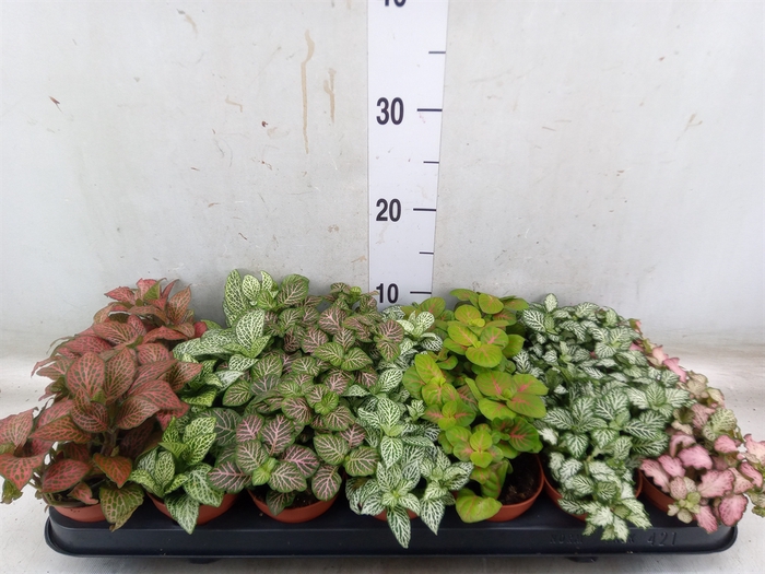 <h4>Fittonia   ...mix 7</h4>