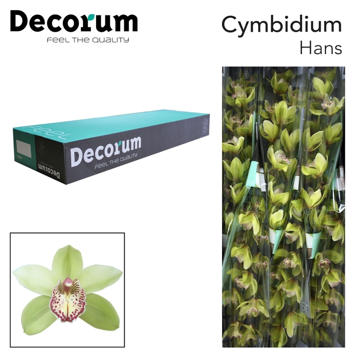 <h4>Cymbidium Hans</h4>