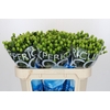 Hypericum Coco Bamboo