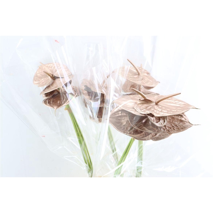 <h4>Anth A Ov Klbh Rose Goud</h4>