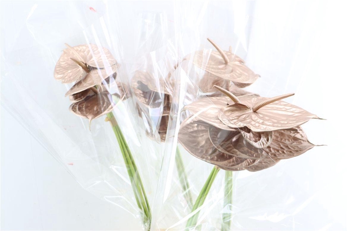 Anth A Ov Klbh Rose Goud