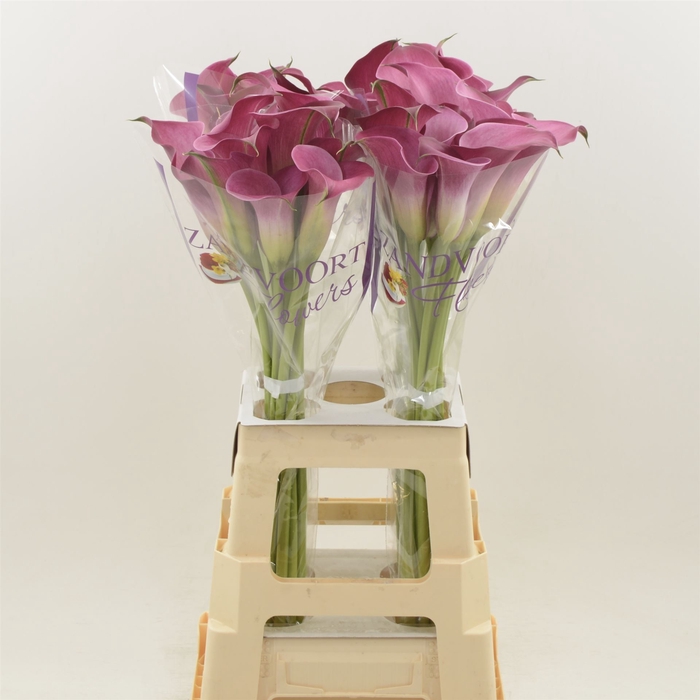 <h4>Calla Fantasia | Heavy Quality</h4>