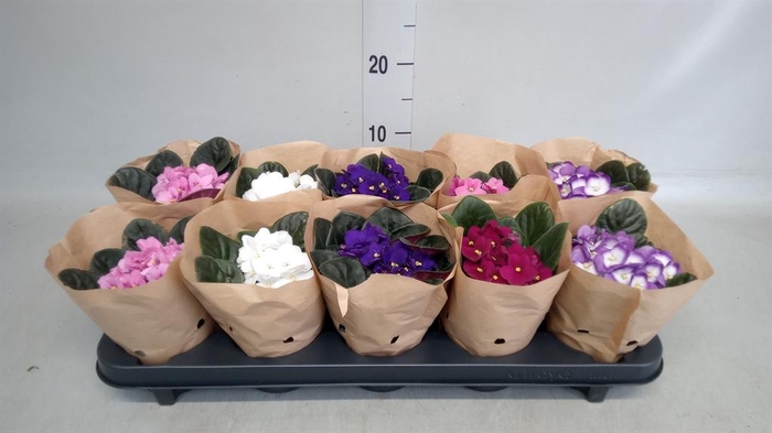 <h4>Saintpaulia ...</h4>