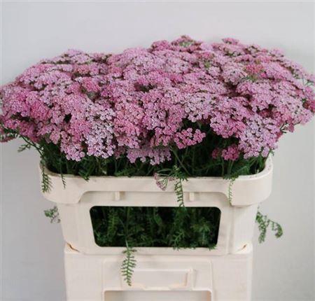 <h4>Achil M Pink Floyd</h4>