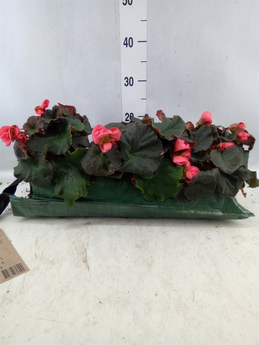 <h4>Begonia tuber.   ...</h4>