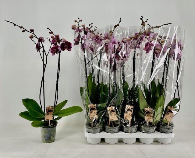 <h4>PHAL OV PAARS</h4>