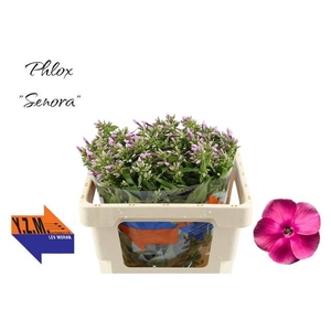 Phlox P Senora