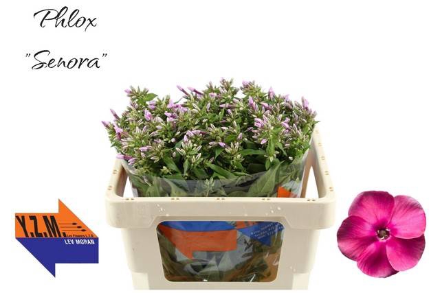 <h4>Phlox P Senora</h4>