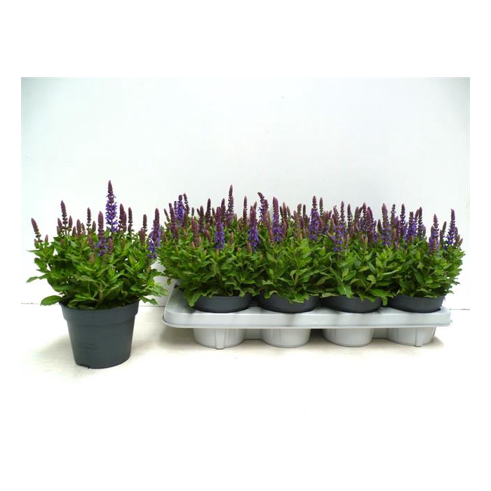 <h4>Salvia nem. Sensation Deep Blue 13Ø 25cm</h4>