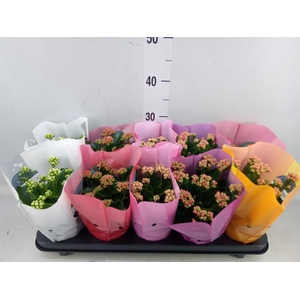 Kalanchoe blos. 'Perfecta'  ..mix 5