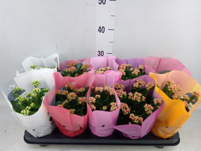 <h4>Kalanchoe blos. 'Perfecta'  ..mix 5</h4>