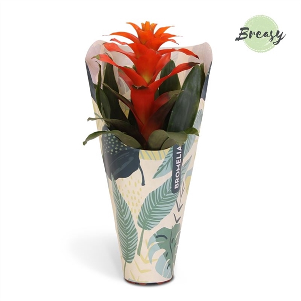 <h4>Guzmania Fiero Orange - 12cm in Jungle kraft | Mimesis</h4>