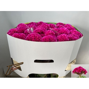 CEL C ROSE DELIGHT