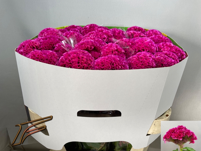 <h4>CEL C ROSE DELIGHT</h4>