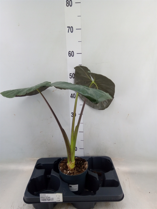 <h4>Alocasia   ...</h4>