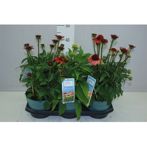 Echinacea Mooodz Gemengd