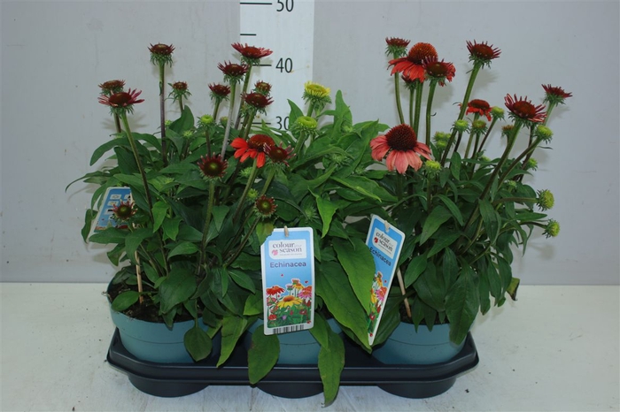 <h4>Echinacea Mooodz Gemengd</h4>