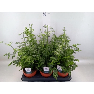 Pteris ensiformis 'Evergemiensis'