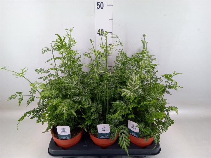 <h4>Pteris ensiformis 'Evergemiensis'</h4>