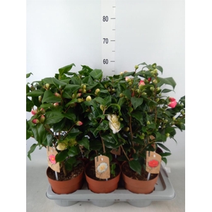 Camellia   ...mix 3