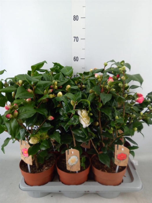 <h4>Camellia   ...mix 3</h4>