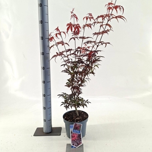 Acer palmatum Skeeters Broom