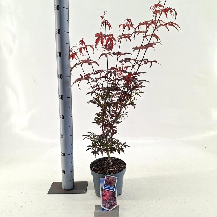 <h4>Acer palmatum Skeeters Broom</h4>