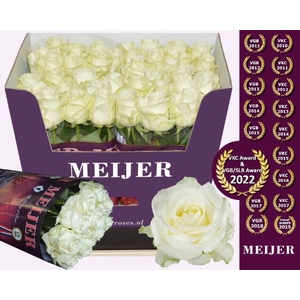 Rozen Rosa Avalanche