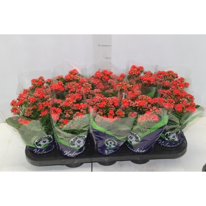 KALANCHOE DOBRADO P11 VERMELHO