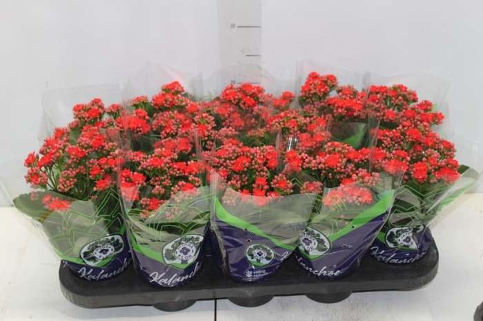 <h4>KALANCHOE DOBRADO P11 VERMELHO</h4>