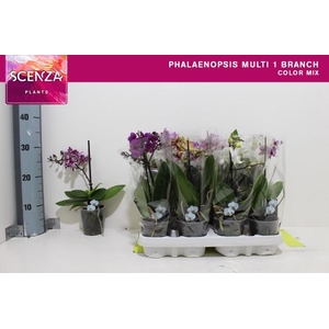 PHAL MF GEM
