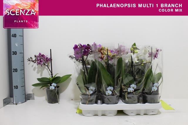PHAL MF GEM