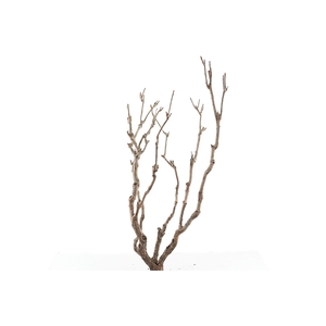 Syringa Branch Super Kvandal