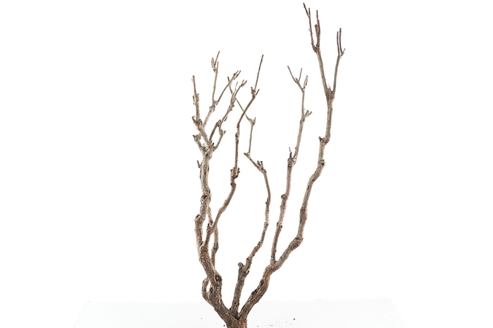 <h4>Syringa Branch Super Kvandal</h4>