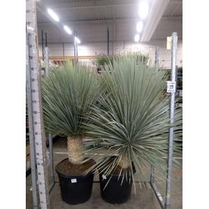 Yucca rostrata
