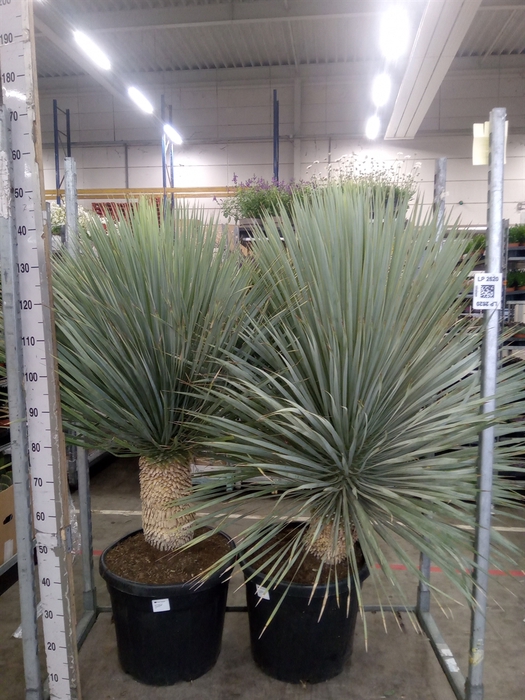 <h4>Yucca rostrata</h4>