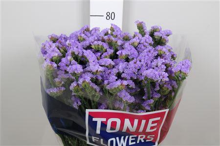 <h4>Lim S Sky Wings</h4>