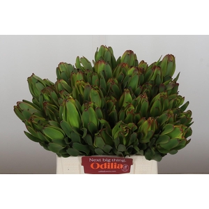 Leucadendron Laurel Yellow