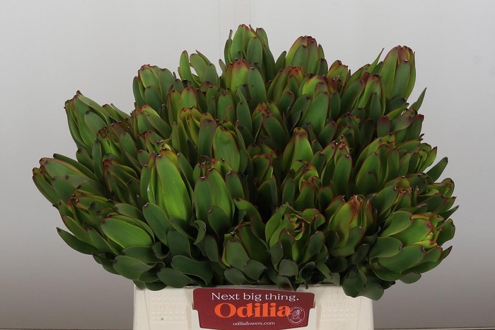 <h4>Leucadendron Laurel Yellow</h4>