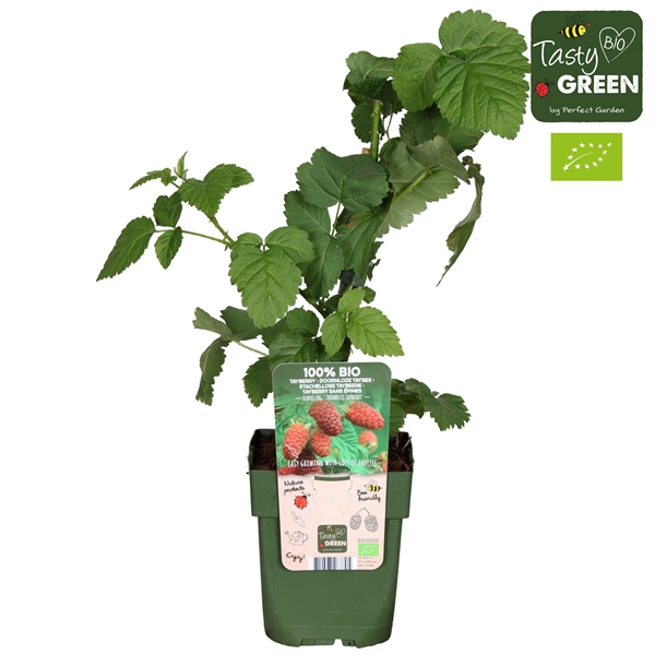 Rubus Tayberry Bio P13