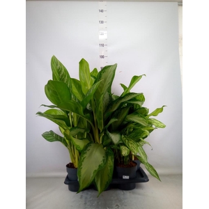 Aglaonema   ...mix